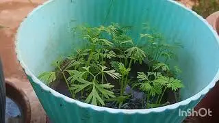Easy vegetables plants grow at 🏡#you tube videos #subscribe my channel 😜😜😜