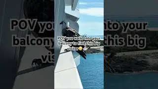 POV scary bird on cruise balcony!🛳️🦅#cruisebalcony #cococay