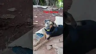 Cadela briga com porco espinho