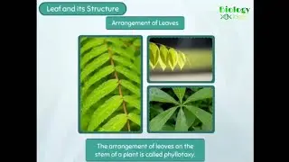 Structure of Leaf | Biologyideas.com