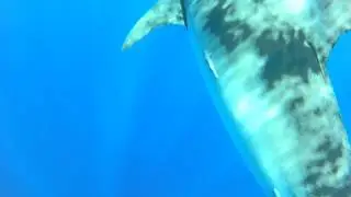 Tiger Shark No Cage Hawaii