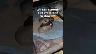 Save animals 🙏🙏🙏#viraldog #animallove #help #indiandoglovers #animalaffection