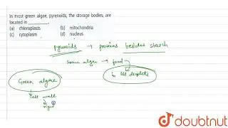 In most green algae, pyrenoids, the storage bodies, are located in_____