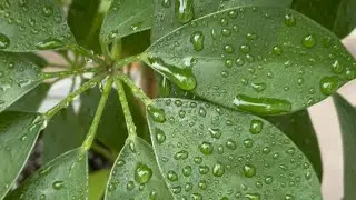 Umbrella Plant Bath day #schefflera#Lovely umbrella#easy care plant#Must Have Plant