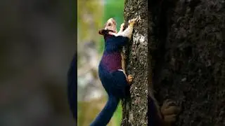 Giant Malabar Squirrel &mdash; The Colorful Acrobat of Indian Forests