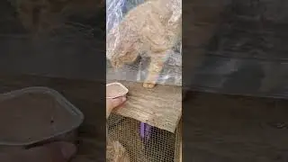 Introducing Barn Cats to the Chickens
