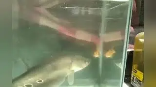 Knife Fish Feeding