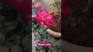 Candy Rose #nature #trending #flowers #shorts #garden #candy #ytshorts #rose #love #plants