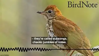 BirdNote Helps You Get to Know Your Neighborhood