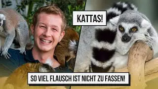 Zu Besuch bei unseren KATTAS auf der Terrasse!