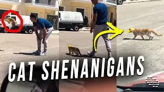 Guy Tried to Help a Stuck Cat but It Immediately Jumped Away