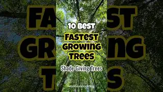 Fast growing trees in india #ShadeGivingTrees #short #greenindia #plants #treelovers
