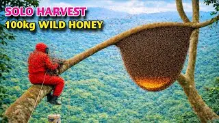 Solo Harvesting 100KG Wild Jungle Honey Journey | Attacked by Over 20,000 Bees | Episode 2