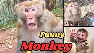Funny Monkey Moments 🐒 | Hilarious Monkey Pranks Compilation