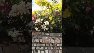 #roadside#roadtrip#nature #bloom#bougainvillea#green#beautyofnature#likeandsubscribe #music#love