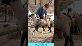 This is The Most SATISFYING Haircut Ever! 🐑 Watch The Wool Peel Off In One GIANT Piece! #satisfying