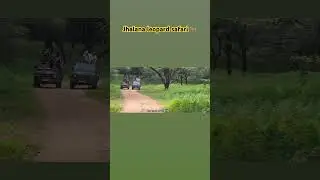 Jhalana leopard safari Today Sighting #ytshorts #todayshorts #jhalana #leopard