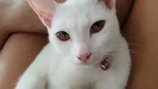 Snowy enjoying her live...