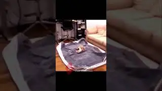 Cat vs. Inflatable Mattress #memes #funny #shorts #cat #cats #kitten #kittens