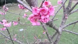 Prunus - Yvonne Matthies - Millennium Cherry HD 01
