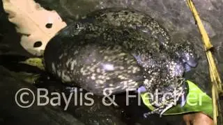 Truncate-snouted burrowing frog, Cambodia,  20110429_004030.mp4