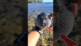 Animals That Get High: Dolphins & Pufferfish 🐬☠️ #facts #animalfacts #shockingfacts #letest #viral