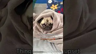 It was another devastating week for Mosy 😔💔 #pug #dog