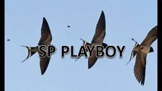 BURUNG WALET || SP PLAYBOY + SP HALILINTAR