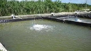 Shrimp farming in Ratnagiri ,Maharashtra