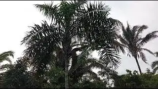 Olhando as criação 