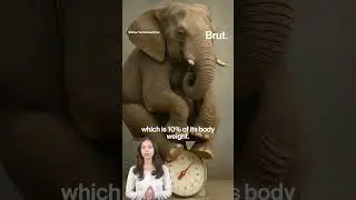 When an elephant helped itself to snacks at a store in Thailand...