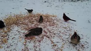Feeding birds on the top of the ice.@Vivi Mon Vlogs 