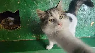 How to care for and support street cats in winter
