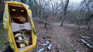 Grzybobranie na szybko po pracy aż do zmorku :)