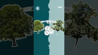 Vergleich Paulownia vs. Eiche - h&auml;ttet ihr das gedacht? 🌳