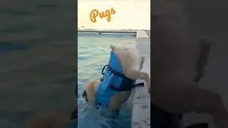 Pug🐕trying to learn swimming🏊| #dog#pug#swimming#doglover#chihuahua#doglovers#dogs#dogecoin