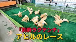 老舗遊園地「別府ラクテンチ」アヒルのレース　amusement park