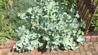 Sea Kale - Crambe Maritima - Brassicaceae