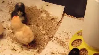 Baby chicken fight!