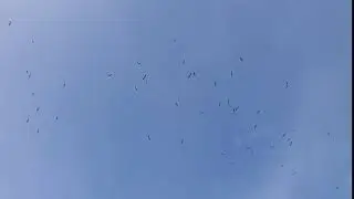 Asian Openbills in flight