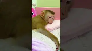 LyLy's expression is so adorable #shorts #monkey #monkeyLyly #smartmonkey #cute #babymonkey#
