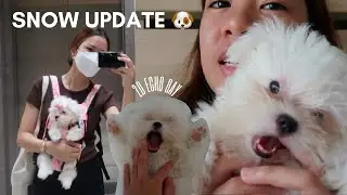 SNOW UPDATE! 2D Echo day, Vaccine day, Possible Result? 😱