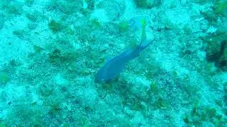 Caribbean fish YELLOW GOATFISH