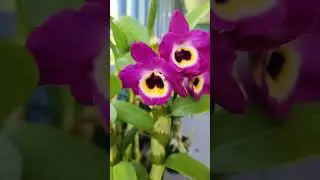 follow for more 🌸🌸insta: @aprillanizzdesignz ##flowerpreservation #orchidlovers ##madeinhawaii