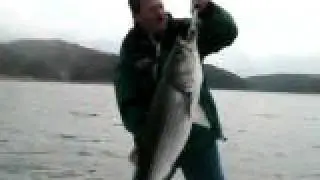 27lb Stripe with First Bite Guide Service