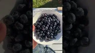 Blueberries Transform Your Hair
