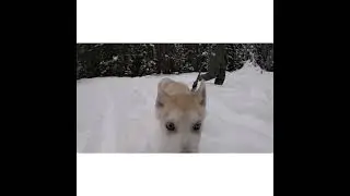 Vlog #15 Twin Bridges Hike Winter Park Colorado