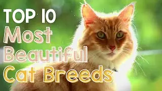 Top 10 Most Beautiful Cat Breeds - Do you agree? - Cuddly Critters TV&rsquo;s List