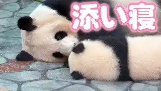 パンダの赤ちゃん楓浜🐼誰もがトリコ🥰寝てる母を見つめ続けます😍