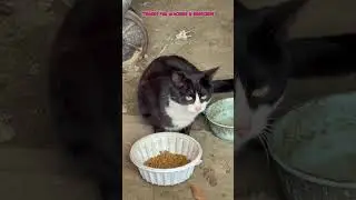 tom cats #videos#cat #shortvideo #youtube